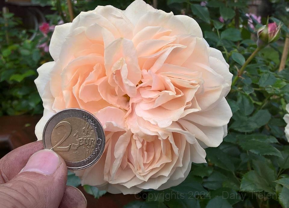 Rosa - Garden Of Roses 2017.01.jpg